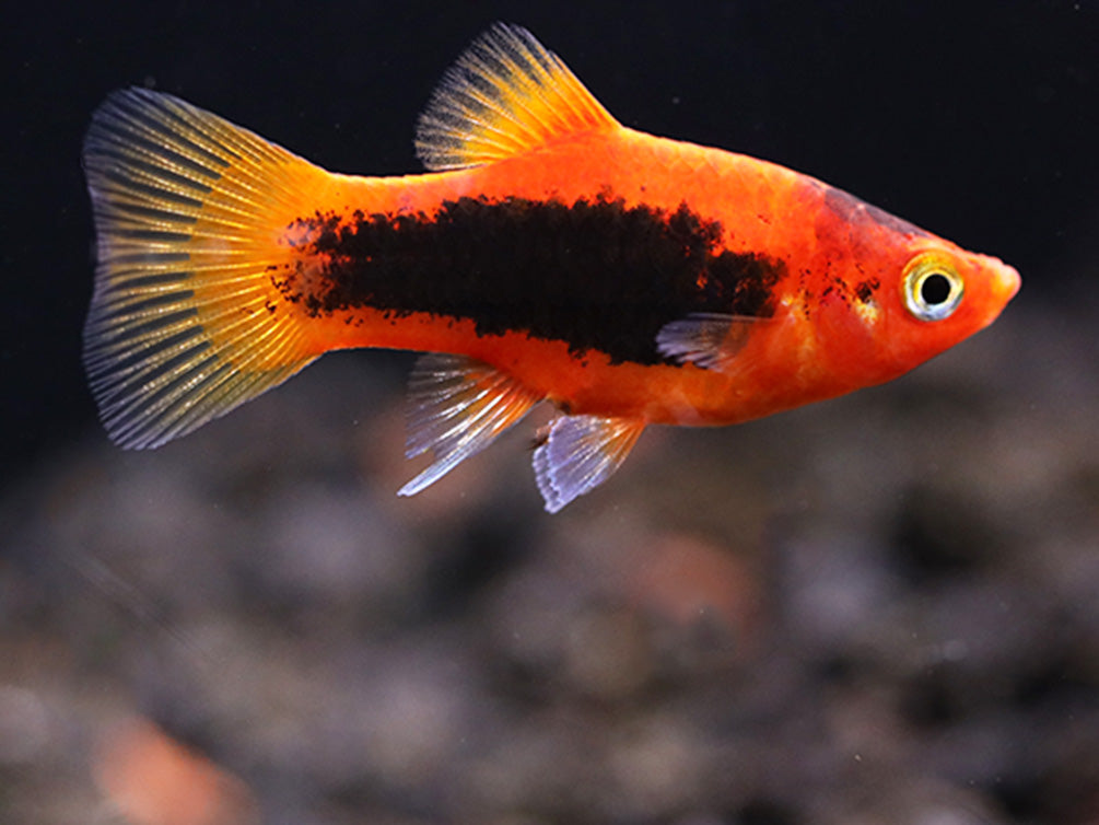 Red Tuxedo Platy (Xiphophorus maculatus) - Tank Bred