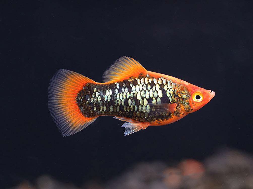 Red Tuxedo Platy (Xiphophorus maculatus) - Tank Bred