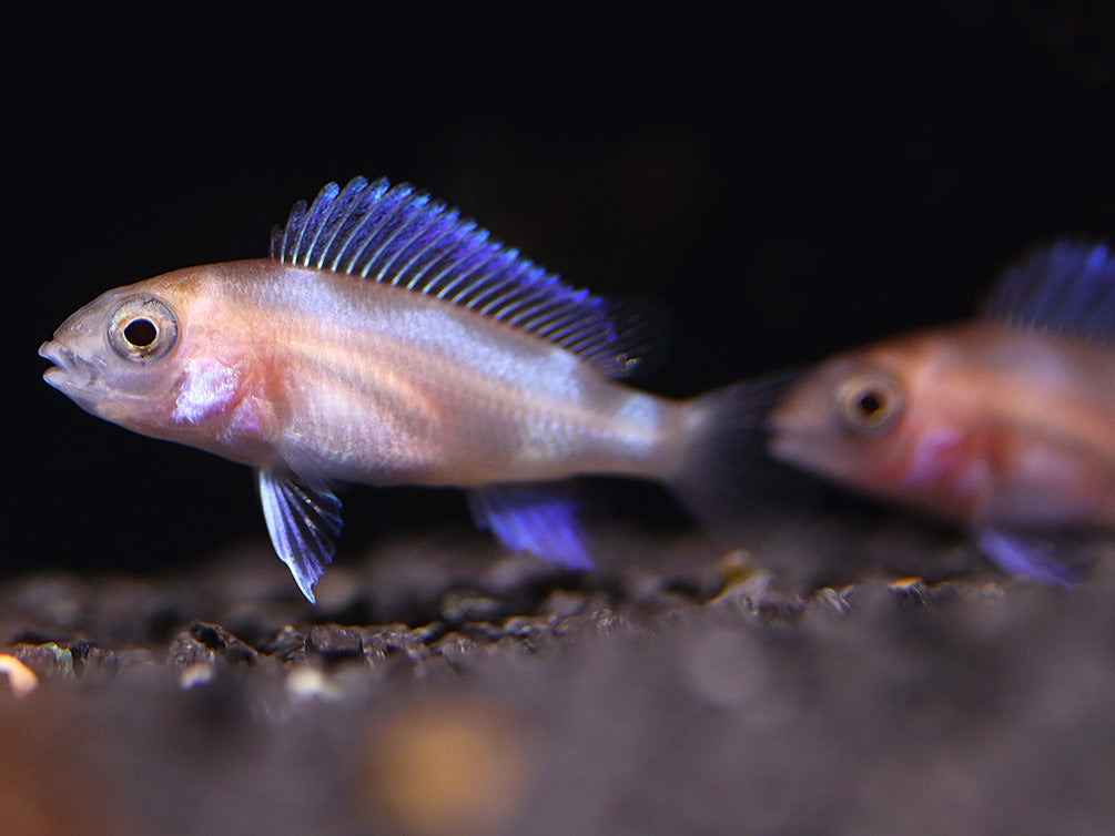 Red Widow Frontosa (Cyphotilapia frontosa 'Red Widow') – Tank Bred