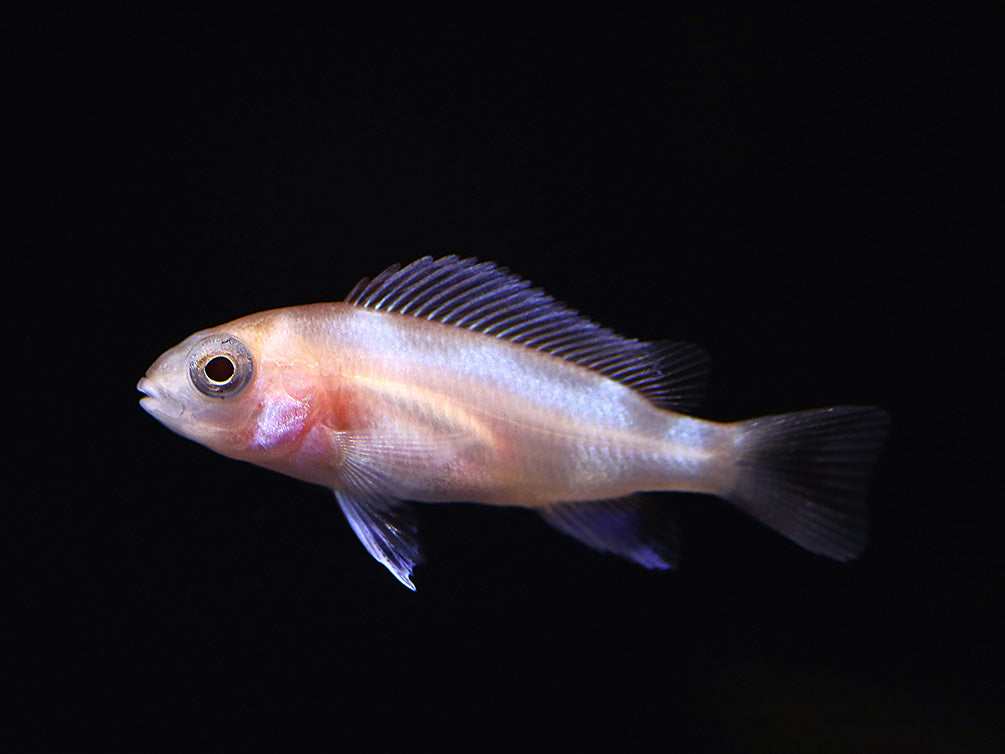 Red Widow Frontosa (Cyphotilapia frontosa 'Red Widow') – Tank Bred