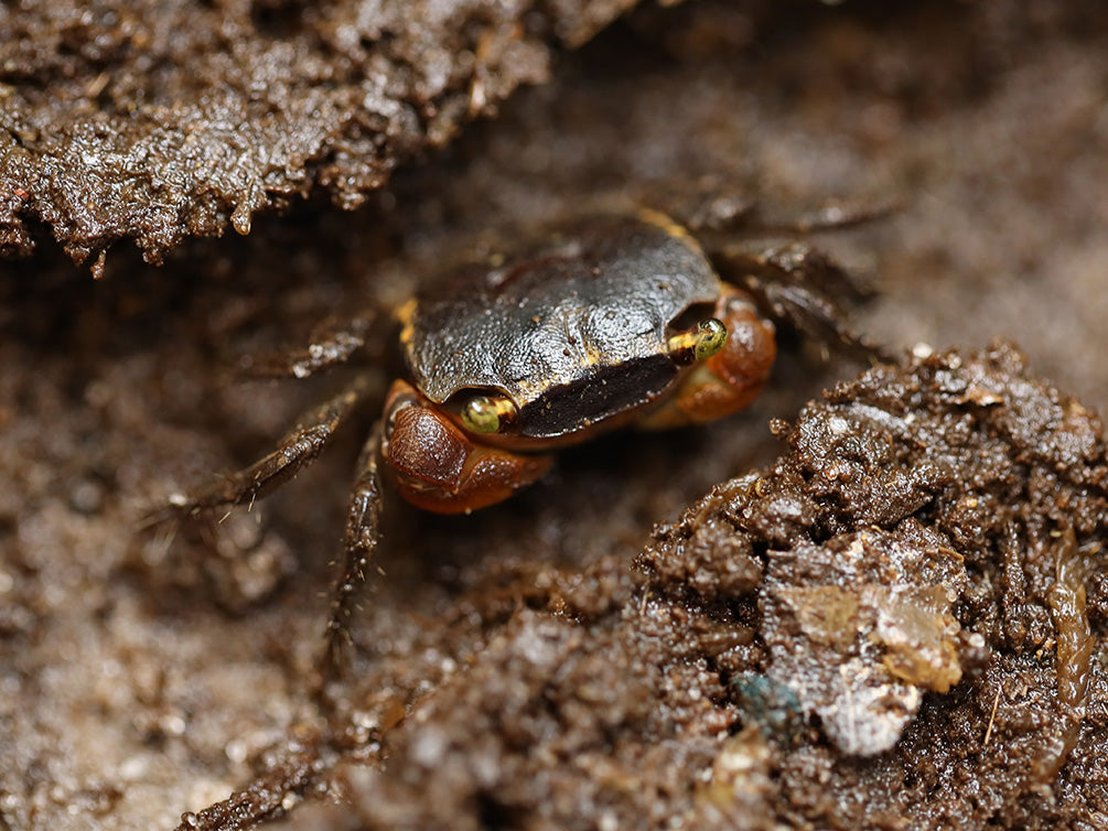 Red Apple AKA Chameleon Crab (Metasesarma aubryi)