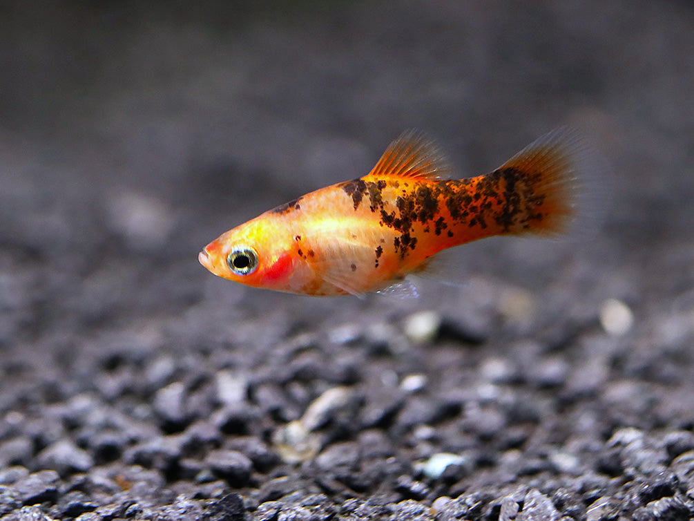 Red Crystal Platy (Xiphophorus maculatus) –  Tank Bred