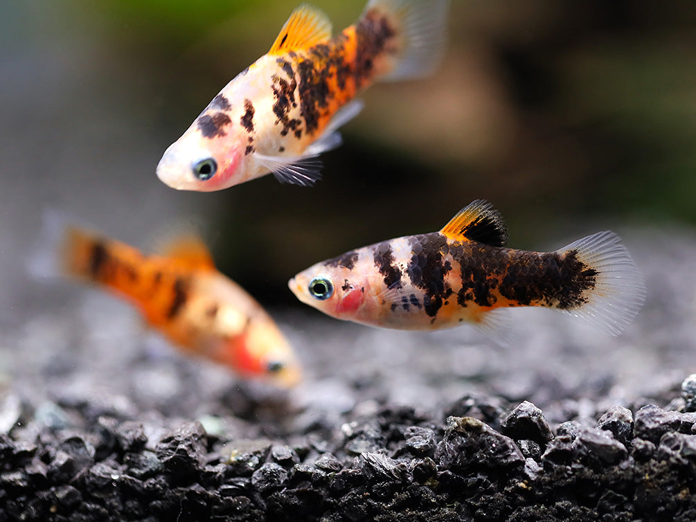 Red Crystal Platy (Xiphophorus maculatus) –  Tank Bred