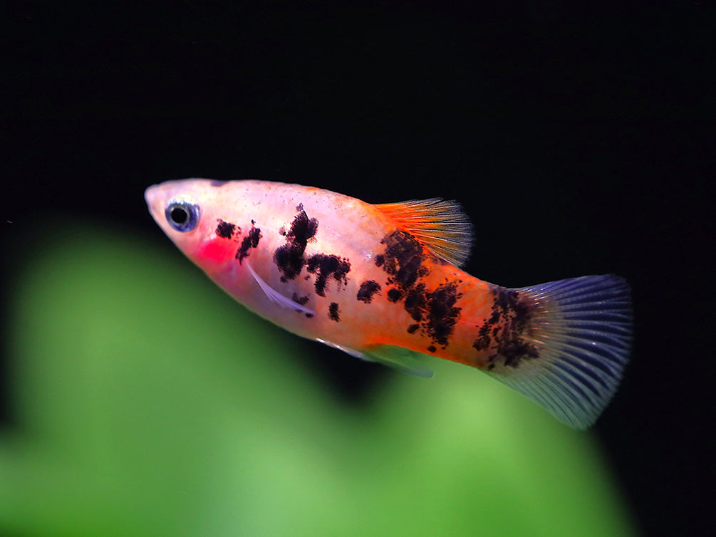 Red Crystal Platy (Xiphophorus maculatus) –  Tank Bred