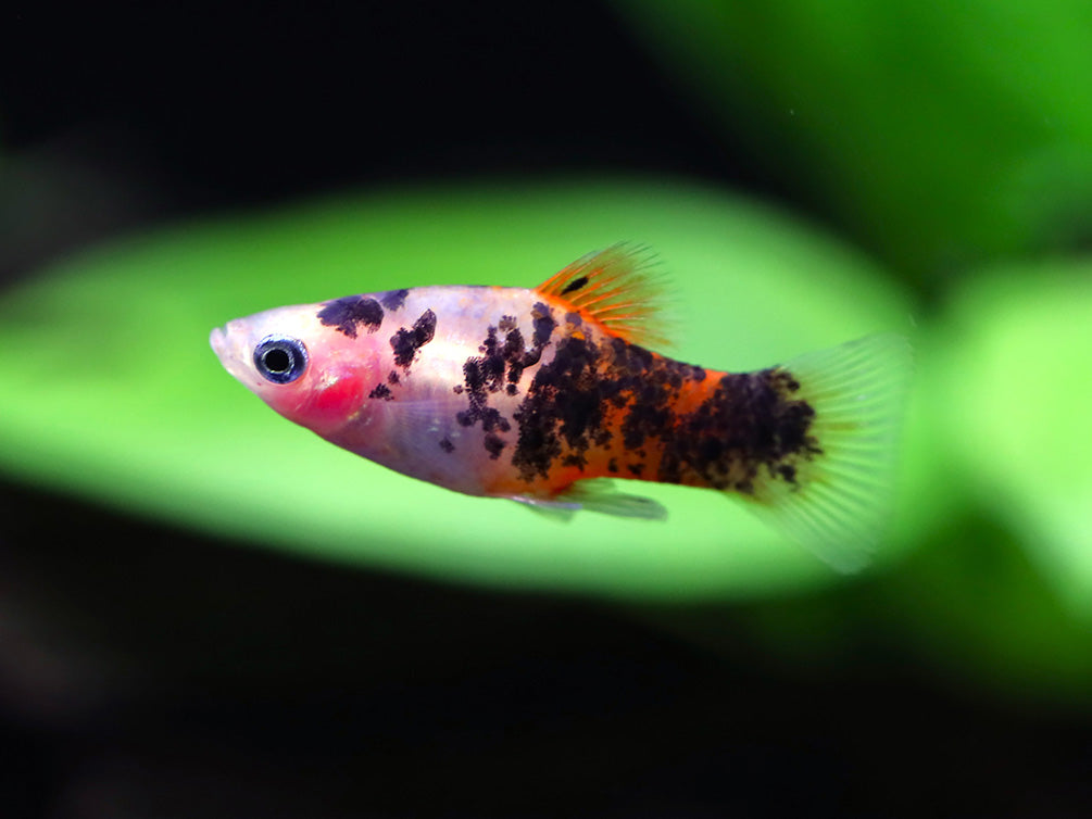 Red Crystal Platy (Xiphophorus maculatus) –  Tank Bred