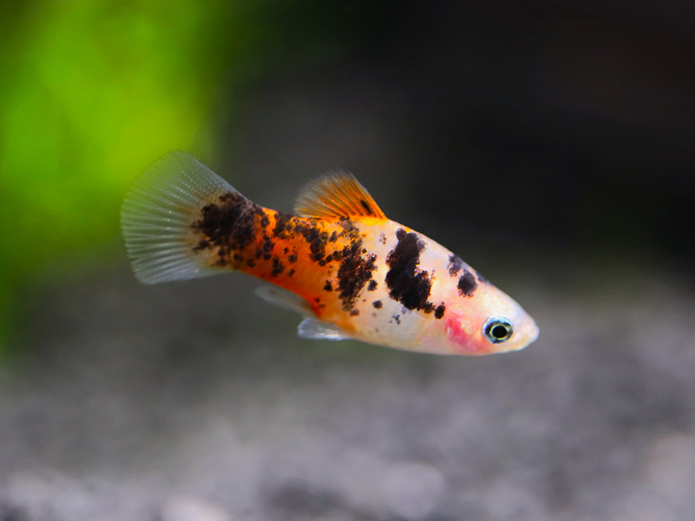 Red Crystal Platy (Xiphophorus maculatus) –  Tank Bred