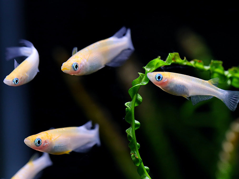 Red Cap Medaka Ricefish aka Japanese Ricefish/Killifish (Oryzias latipes "Red Cap") - Tank-Bred!
