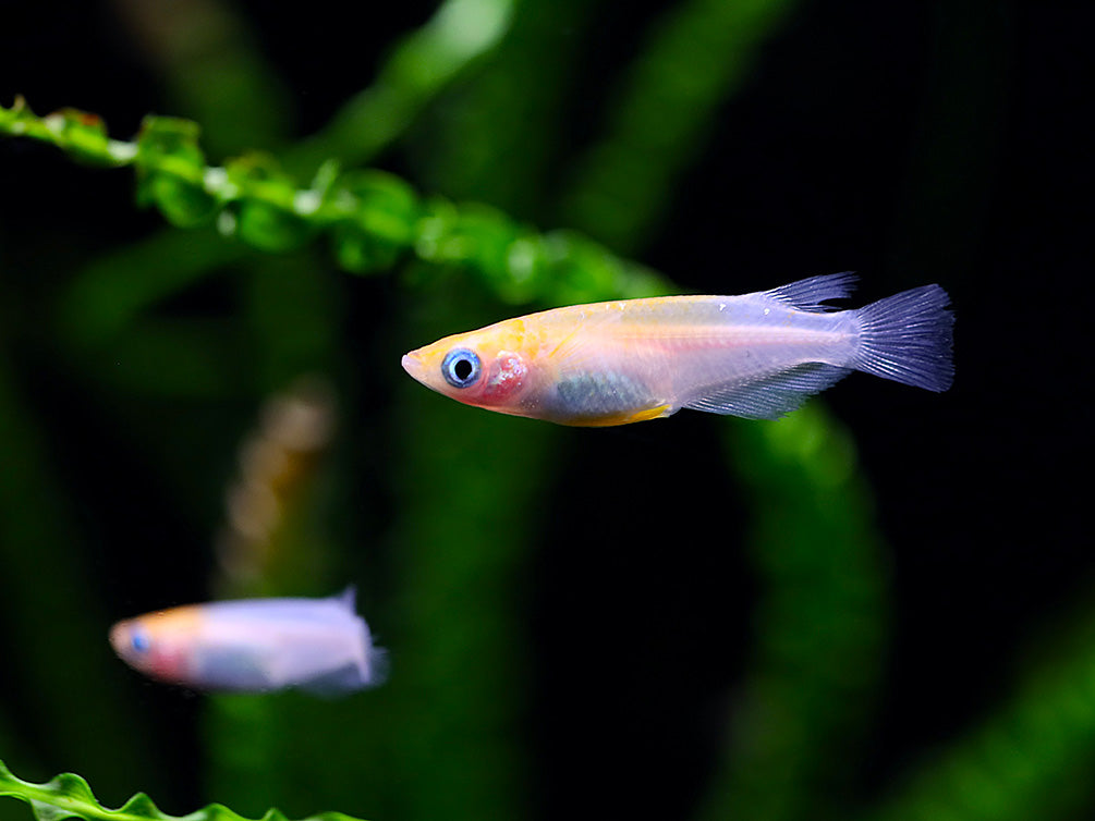 Red Cap Medaka Ricefish aka Japanese Ricefish/Killifish (Oryzias latipes "Red Cap") - Tank-Bred!