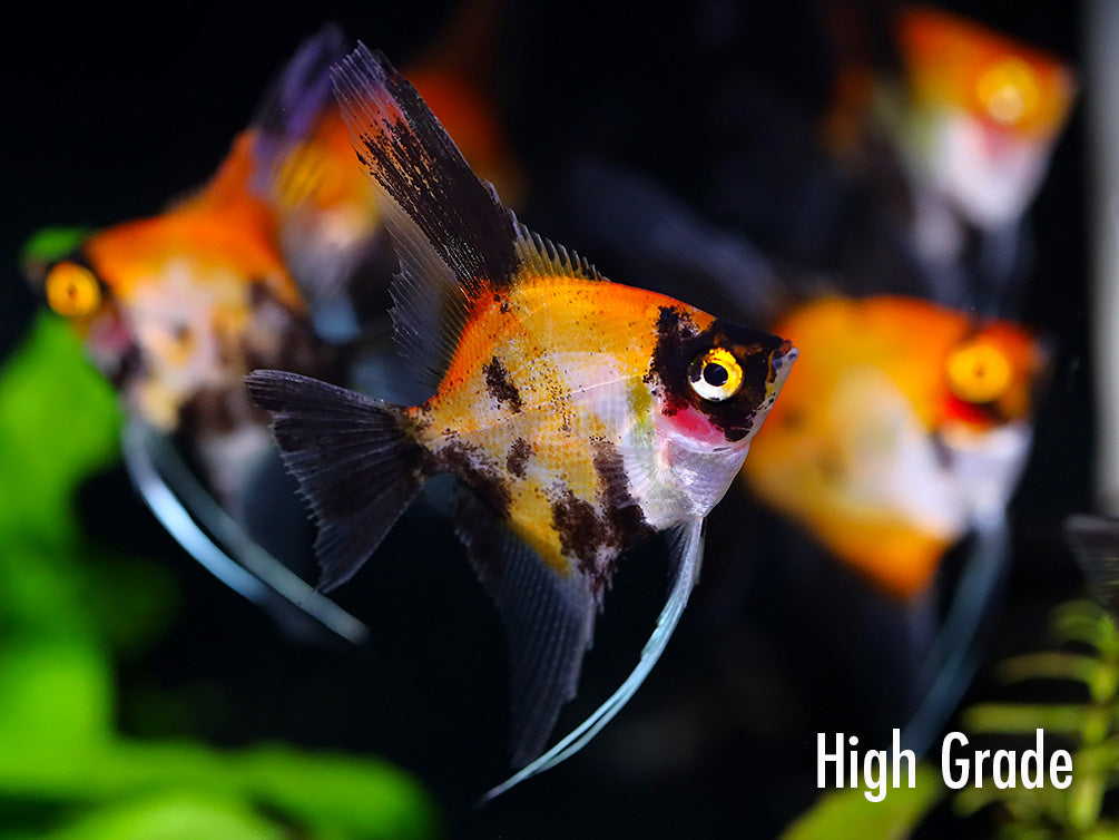 Red Devil Angelfish (Pterophyllum scalare 'Red Devil') - Tank Bred