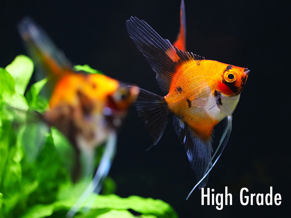 Red Devil Angelfish (Pterophyllum scalare 'Red Devil') - Tank Bred
