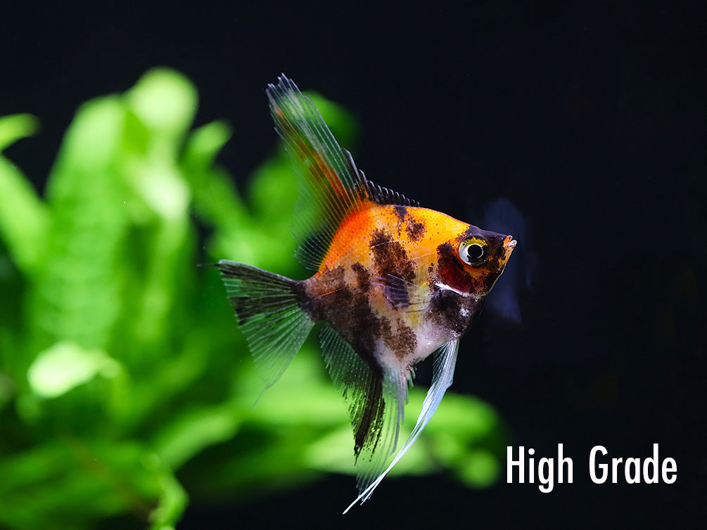 Red Devil Angelfish (Pterophyllum scalare 'Red Devil') - Tank Bred
