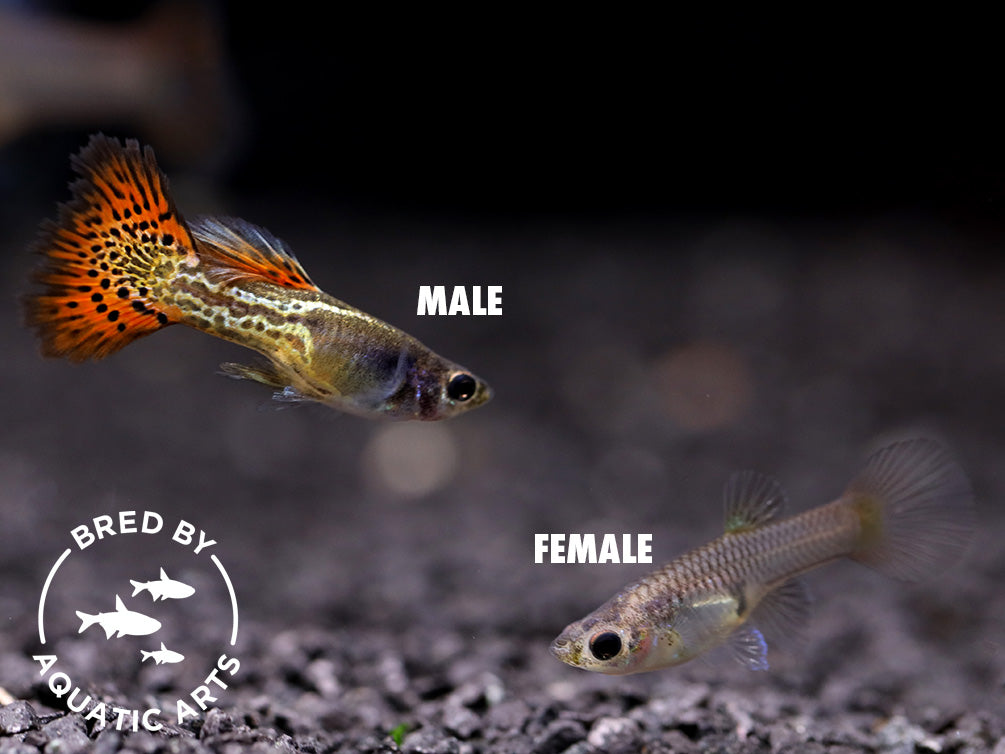Red Lace Guppy (Poecilia reticulata), BREDBY: Aquatic Arts