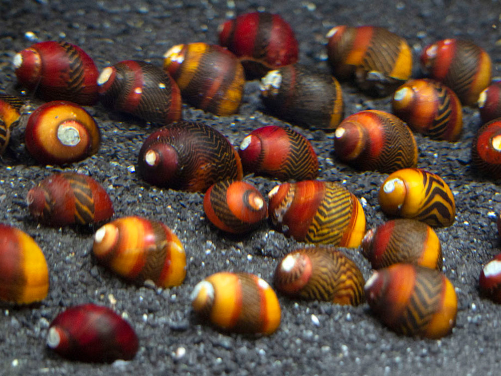 Red Racer Nerite Snail (Vittina waigiensis)