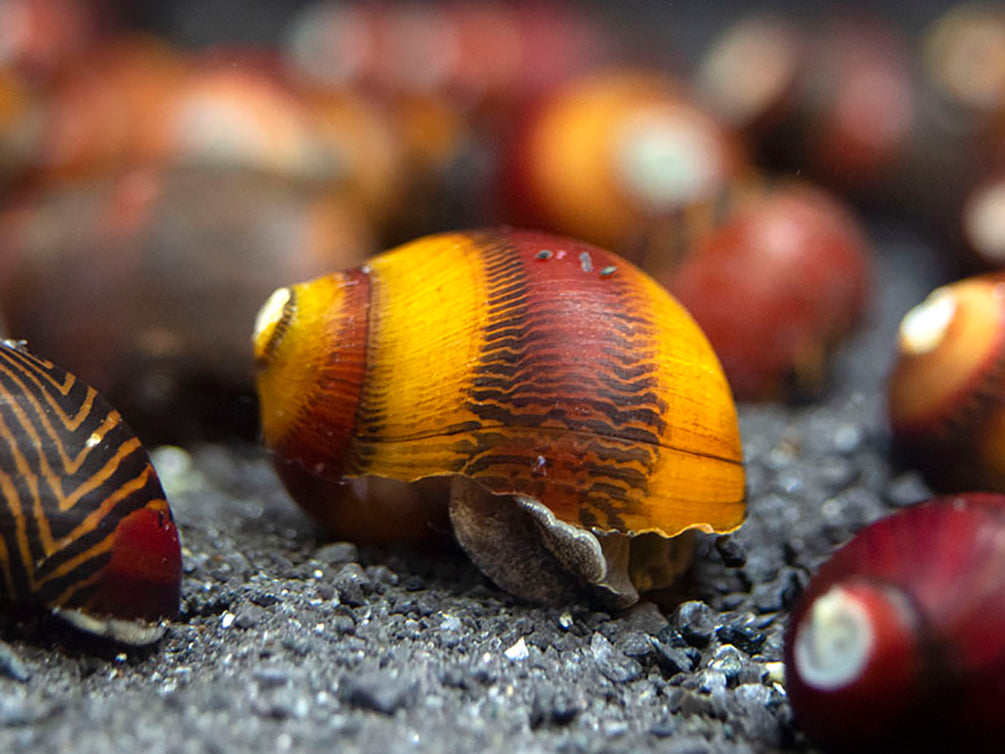 Red Racer Nerite Snail (Vittina waigiensis)