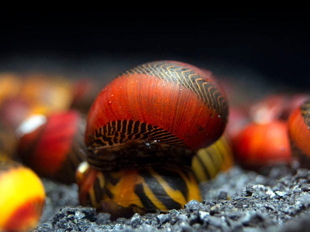 Red Racer Nerite Snail (Vittina waigiensis)