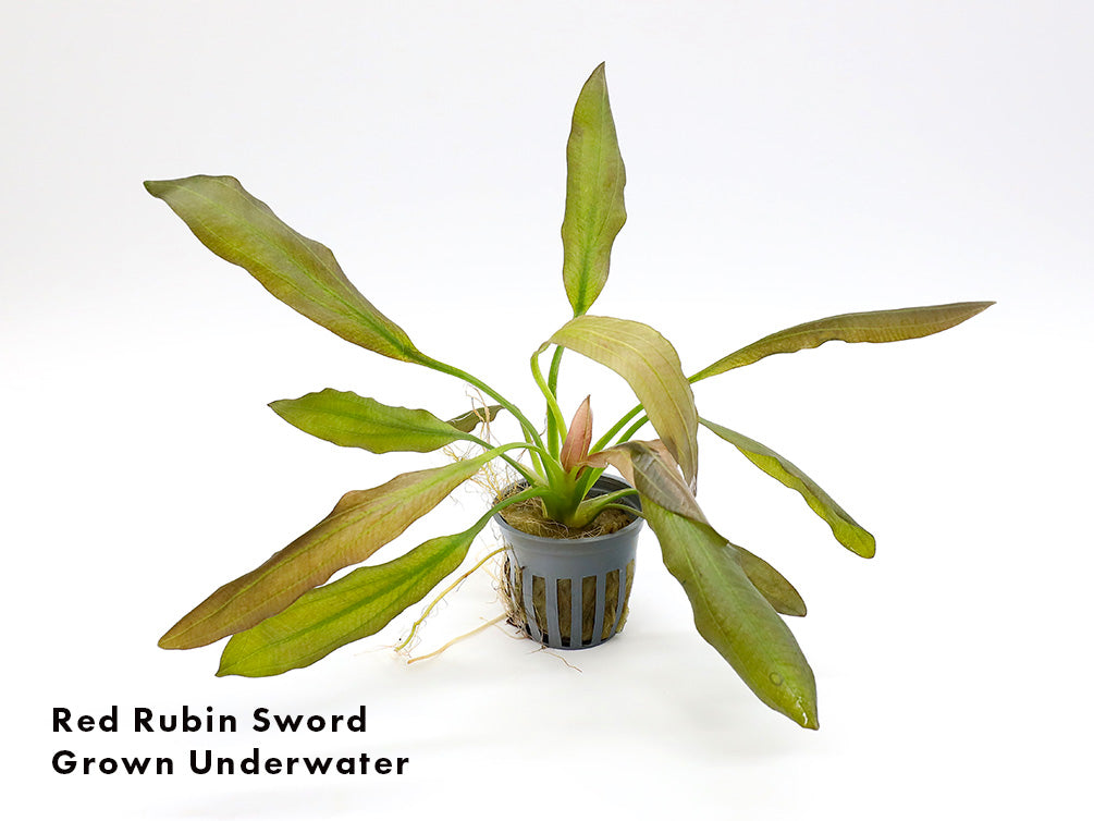 Assorted Sword Plants (Echinodorus sp.) – Bunched or Potted, Emerged or Submerged Growth