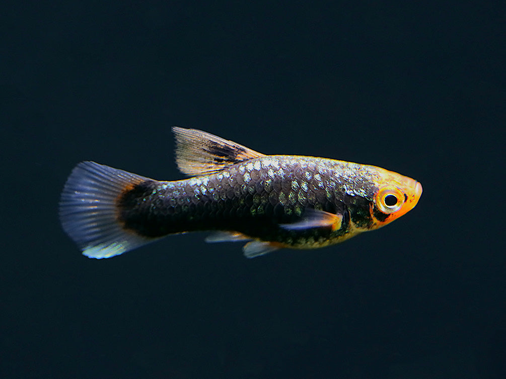 Red Tuxedo Platy (Xiphophorus maculatus) - Tank Bred