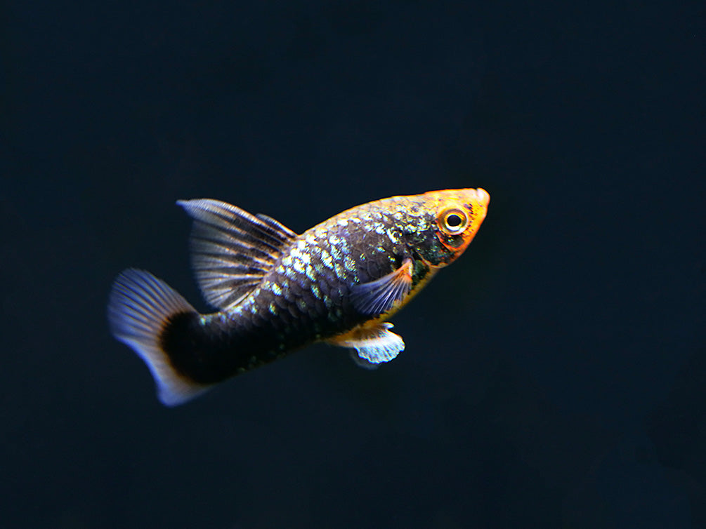 Red Tuxedo Platy (Xiphophorus maculatus) - Tank Bred