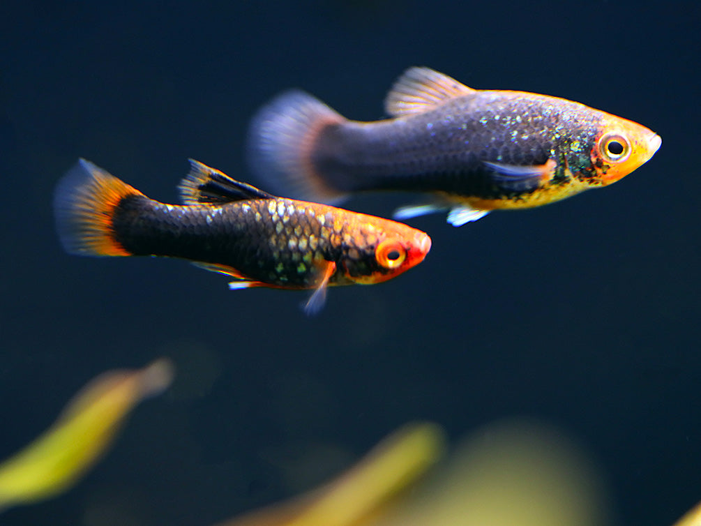 Red Tuxedo Platy (Xiphophorus maculatus) - Tank Bred