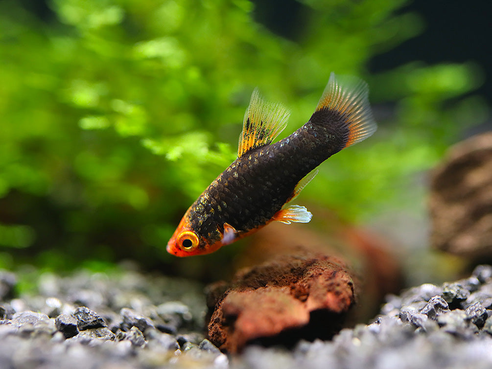 Red Tuxedo Platy (Xiphophorus maculatus) - Tank Bred