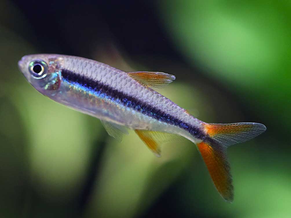 Redtail Penguin Tetra (Thayeria sp. "Rio Teles Pires")