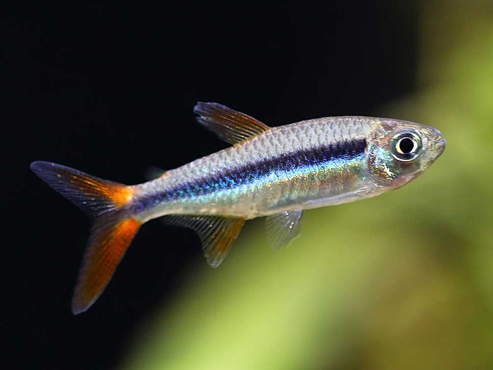 Redtail Penguin Tetra (Thayeria sp. "Rio Teles Pires")