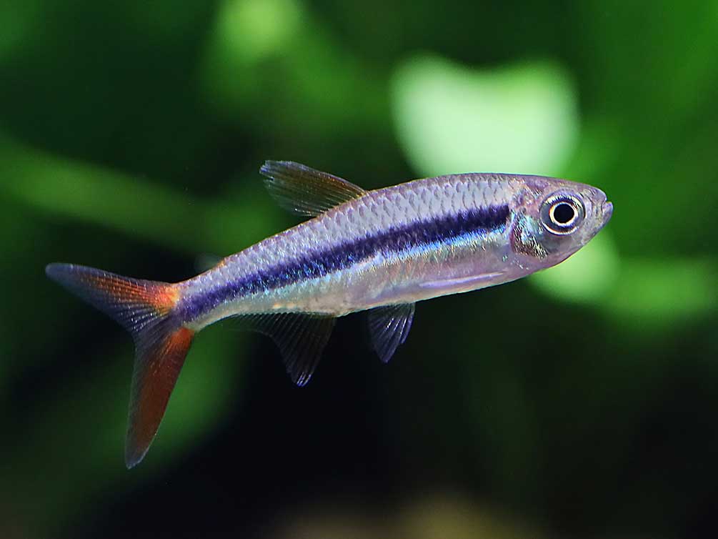 Redtail Penguin Tetra (Thayeria sp. "Rio Teles Pires")