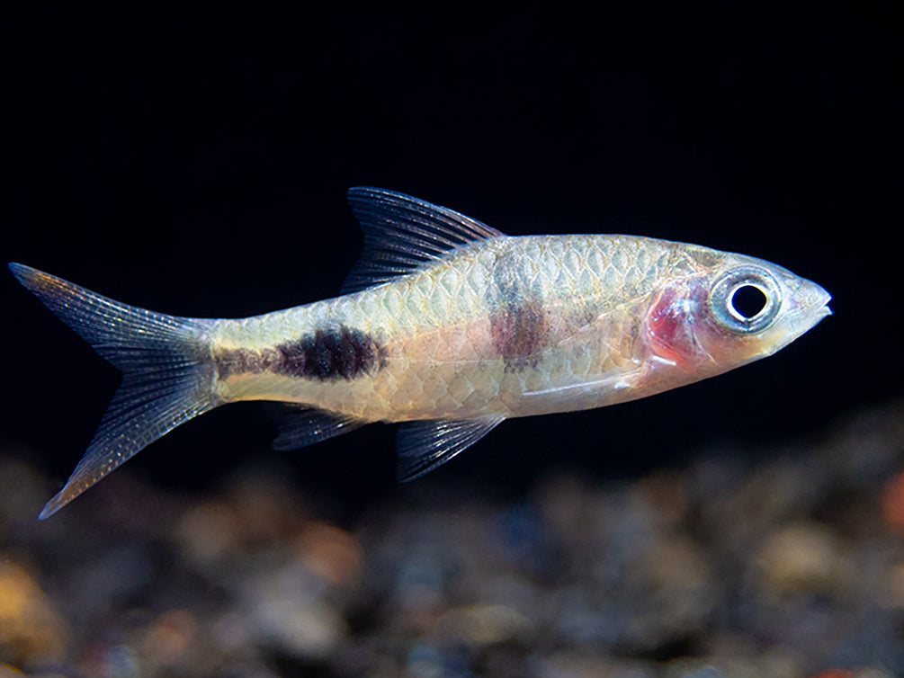 Dwakinsia Rohani Männchen Mit Laichausschlag – SHGGJ