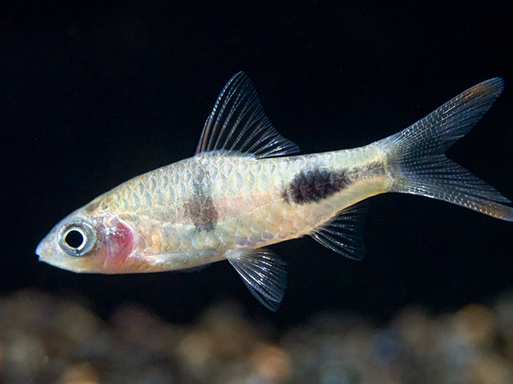 Rohani Barb (Dawkinsia Rohani), Tank-Bred