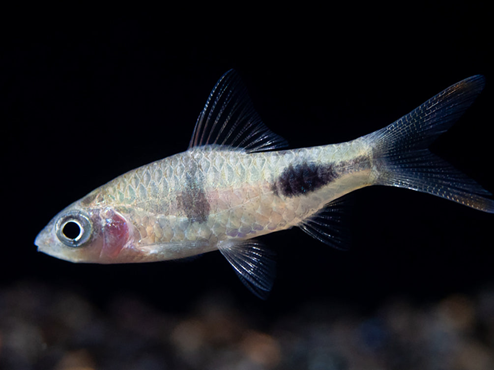 Rohani Barb (Dawkinsia Rohani), Tank-Bred