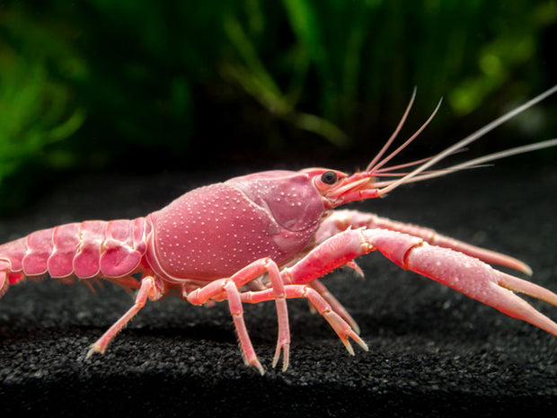 Pink Sakura Clarkii Crayfish (Procambarus clarkii var. “Sakura Pink Clarkii”), Tank-Bred
