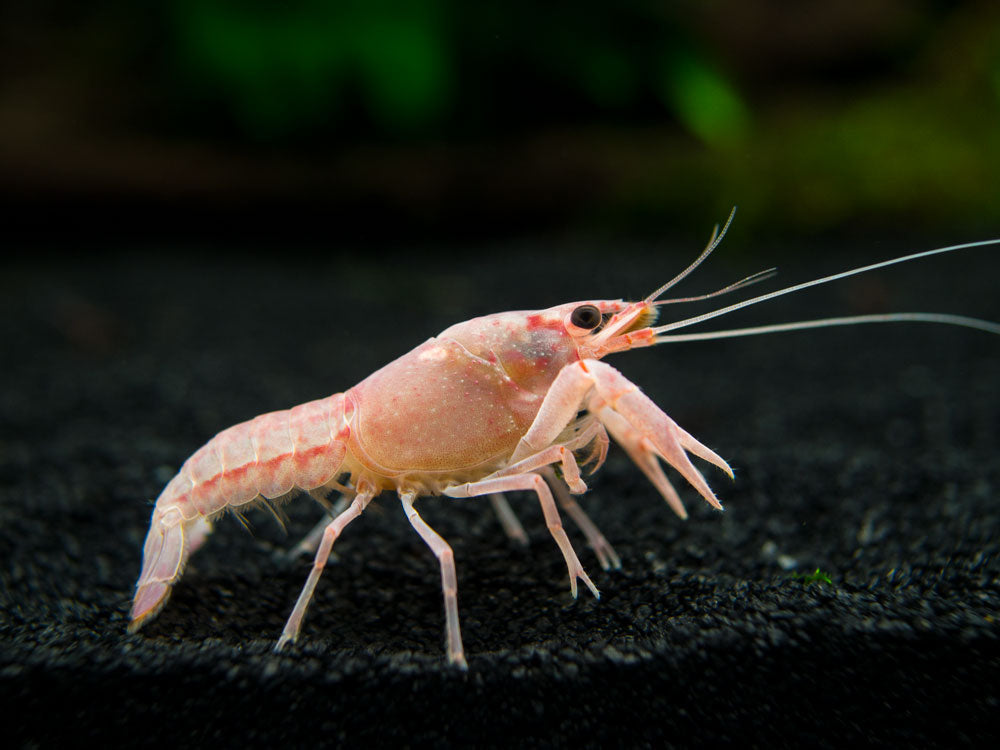 Pink Sakura Clarkii Crayfish (Procambarus clarkii var. “Sakura Pink Clarkii”) BREDBY: Aquatic Arts