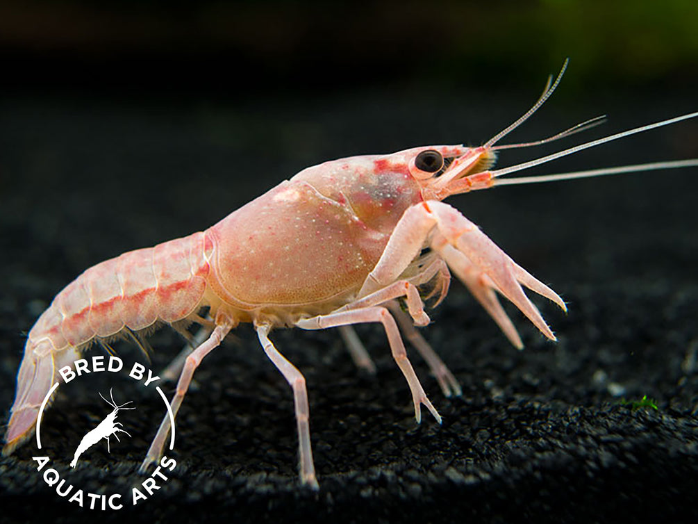 Pink Sakura Clarkii Crayfish (Procambarus clarkii var. “Sakura Pink Clarkii”) BREDBY: Aquatic Arts