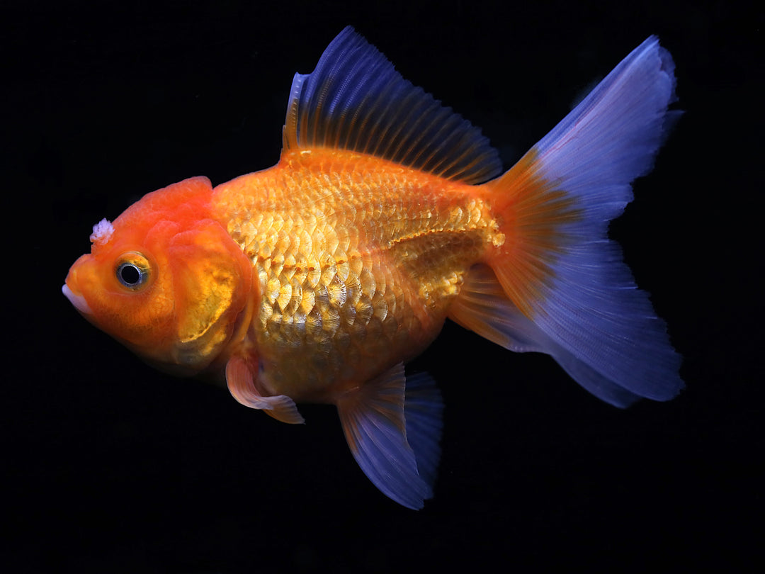 Assorted Rosetail Oranda Goldfish (Carassius auratus) – Tank Bred