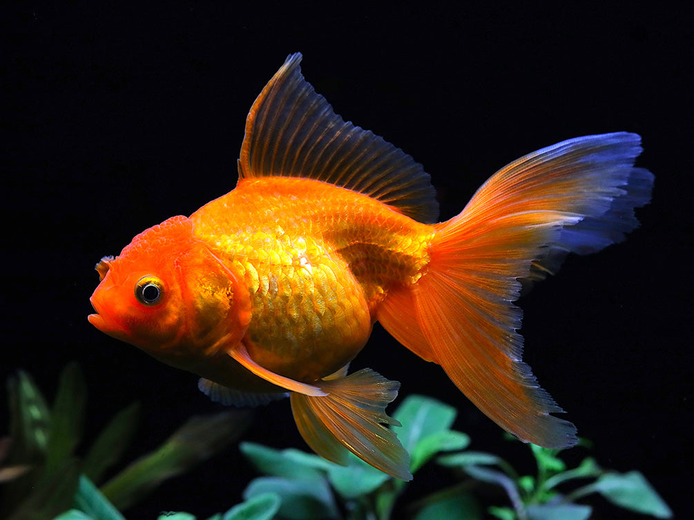 Assorted Rosetail Oranda Goldfish (Carassius auratus) – Tank Bred