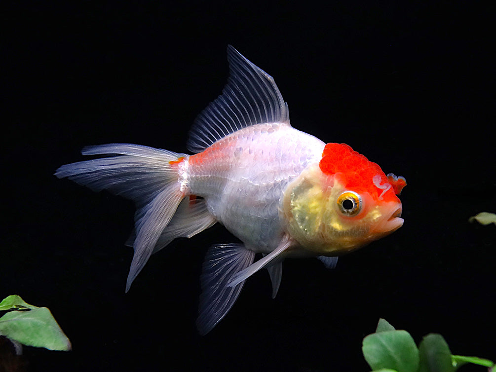 Assorted Rosetail Oranda Goldfish (Carassius auratus) – Tank Bred