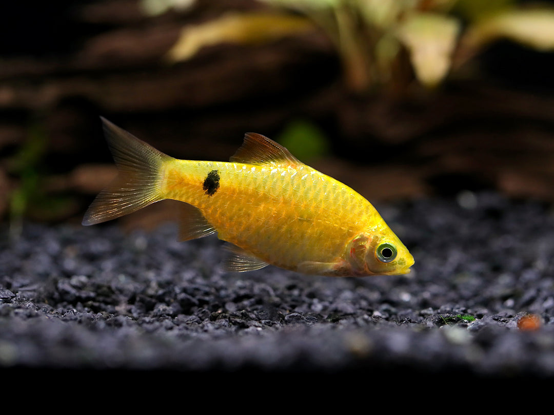 Rosy Barb (Puntius conchonius) – Tank Bred