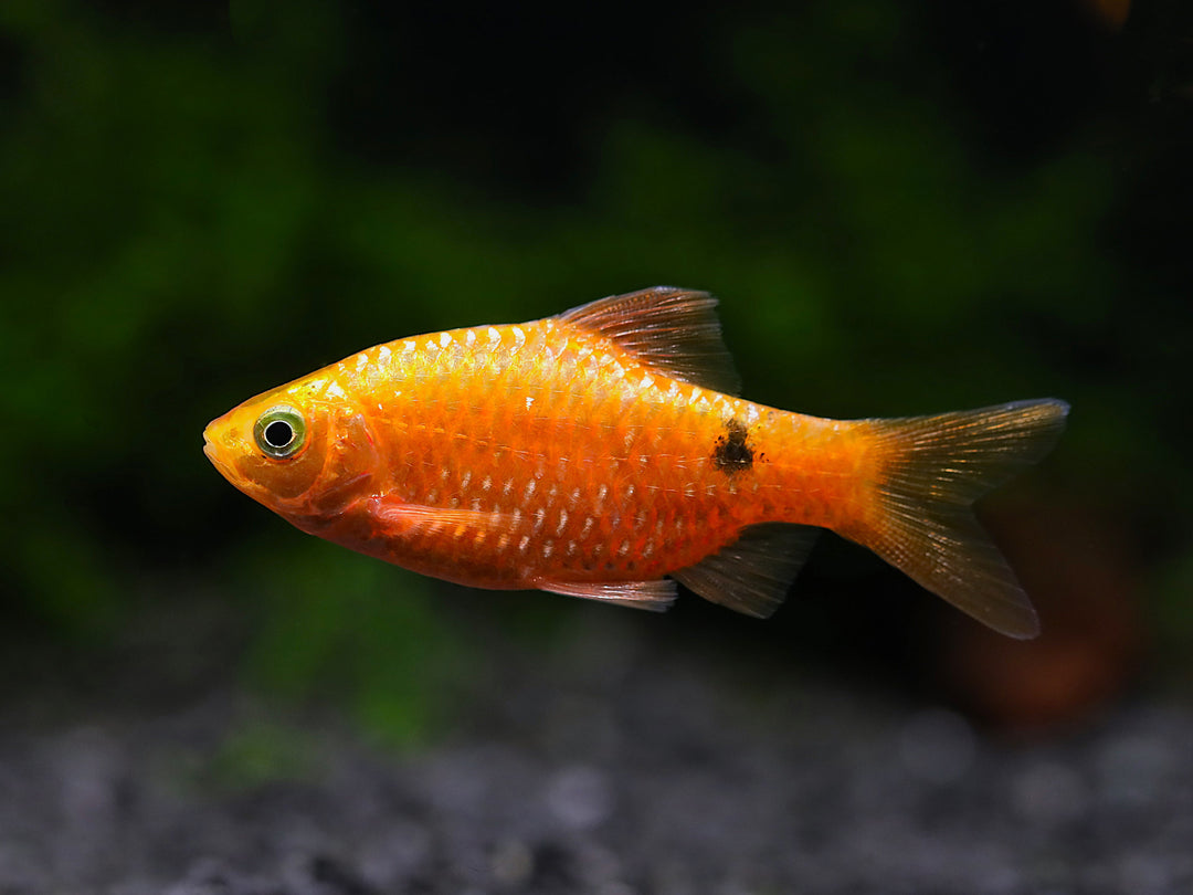 Rosy Barb (Puntius conchonius) – Tank Bred
