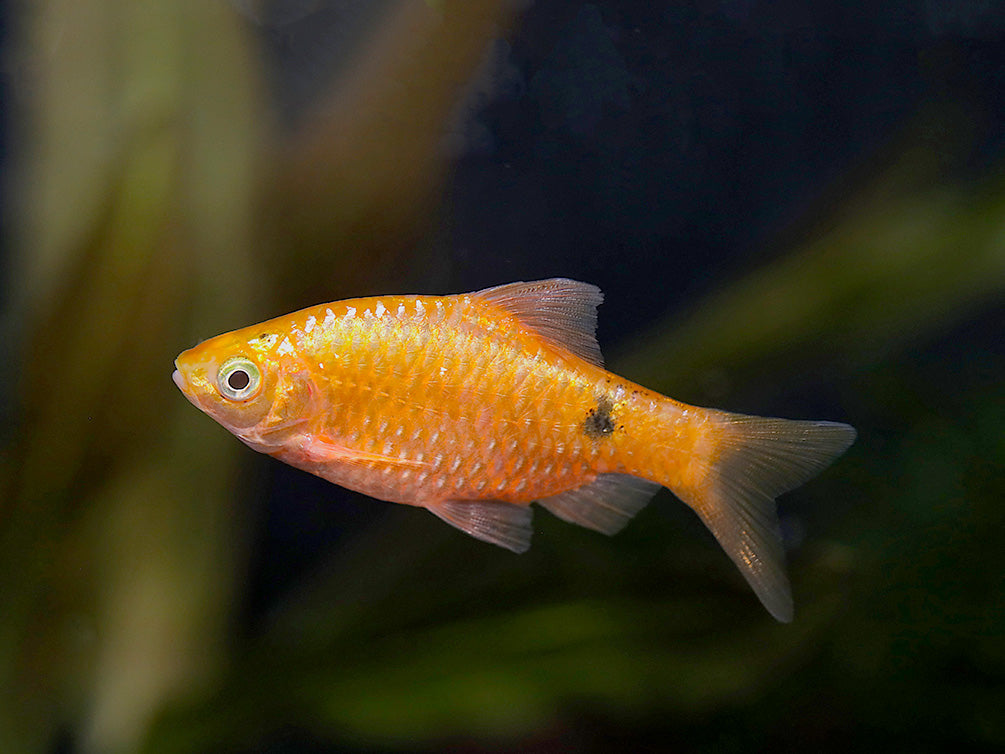 Rosy Barb (Puntius conchonius) – Tank Bred