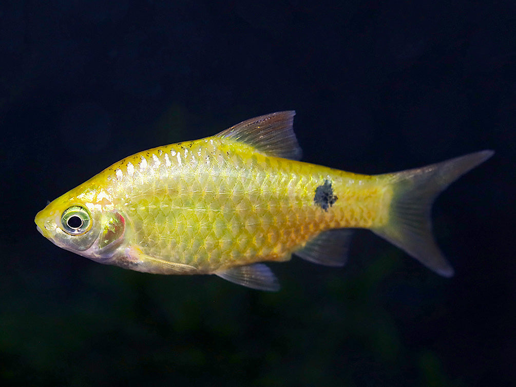 Rosy Barb (Puntius conchonius) – Tank Bred