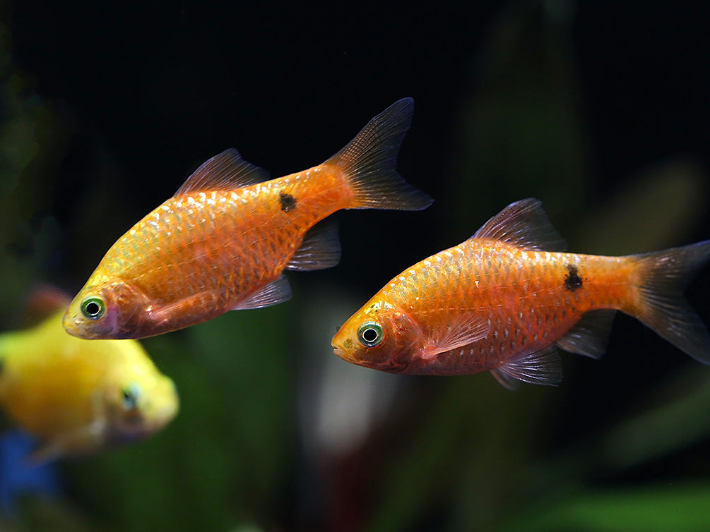 Rosy Barb (Puntius conchonius) – Tank Bred
