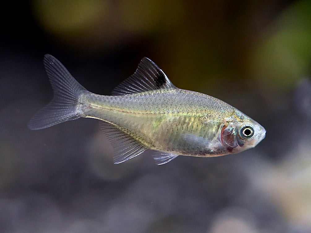 Rosy Bitterling (Rhodeus ocellatus ocellatus)