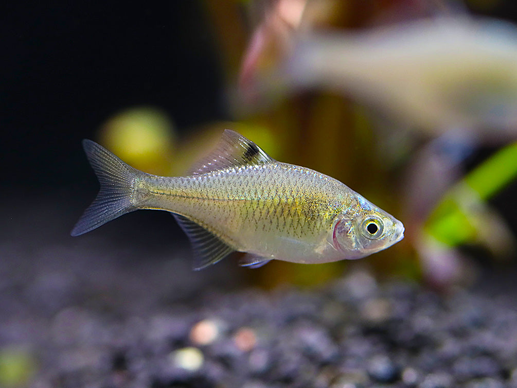 Rosy Bitterling (Rhodeus ocellatus ocellatus)