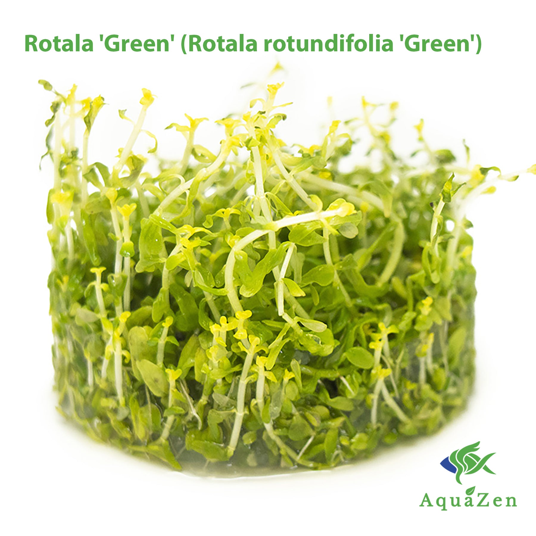 Rotala 'Green' (Rotala rotundifolia 'Green') Tissue Culture - Aquatic Arts