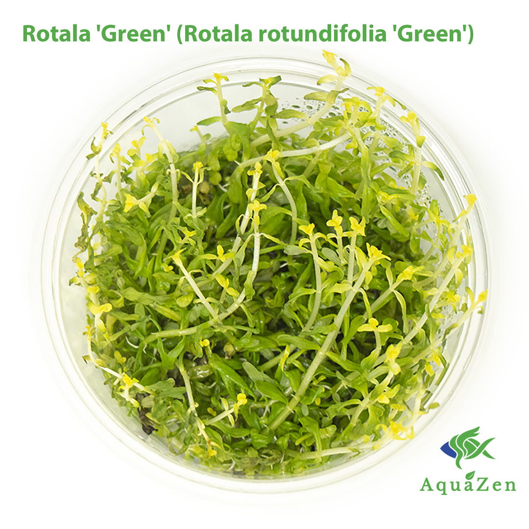 Rotala 'Green' (Rotala rotundifolia 'Green') Tissue Culture