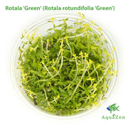 Rotala 'Green' (Rotala rotundifolia 'Green') Tissue Culture