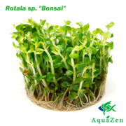 Bonsai Rotala AKA Ammannia Bonsai AKA True Rotala indica (Rotala sp. "Bonsai") Tissue Culture