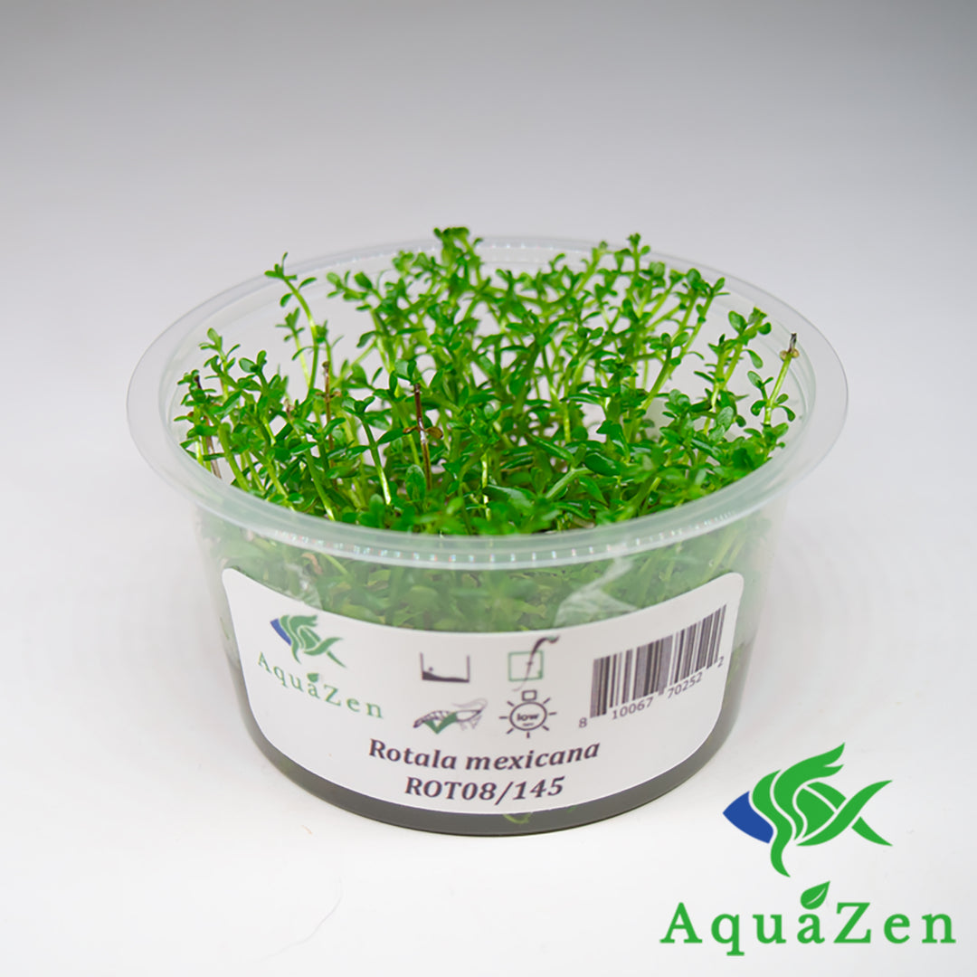 Rotala Mexicana (Rotala sp. 'Mexicana') Tissue Culture