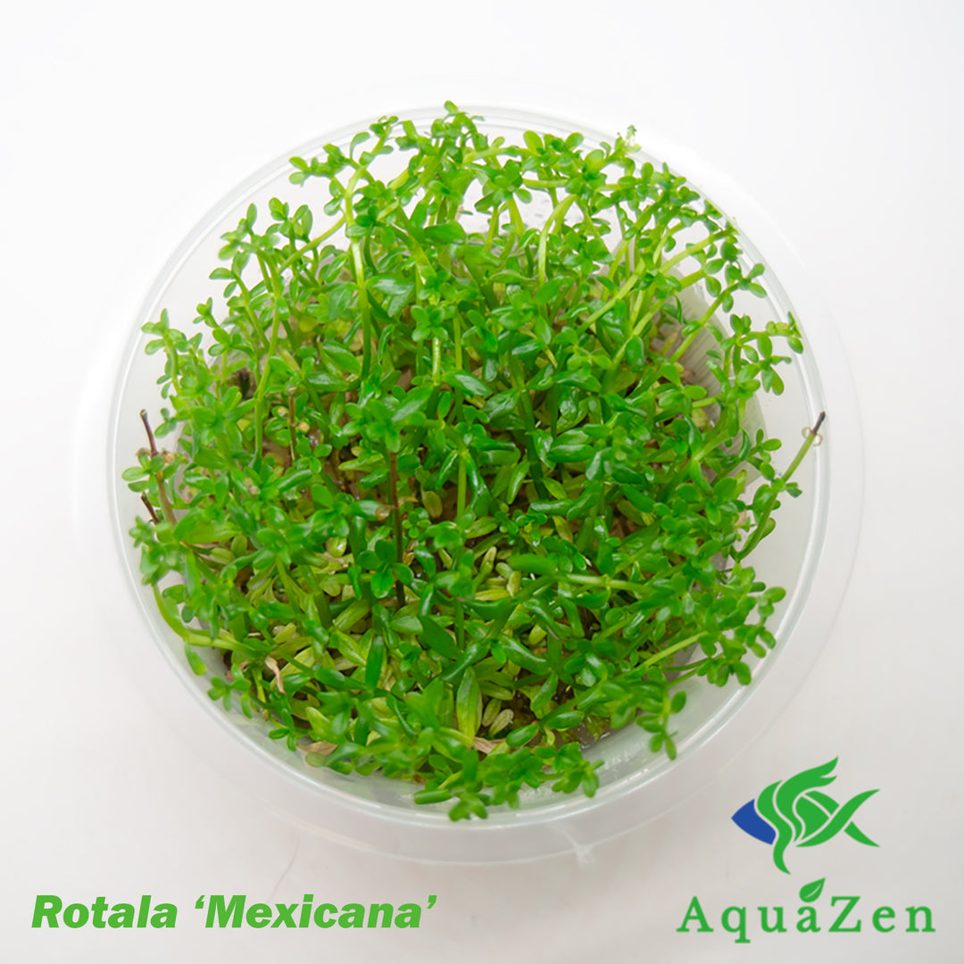 Rotala Mexicana (Rotala sp. 'Mexicana') Tissue Culture