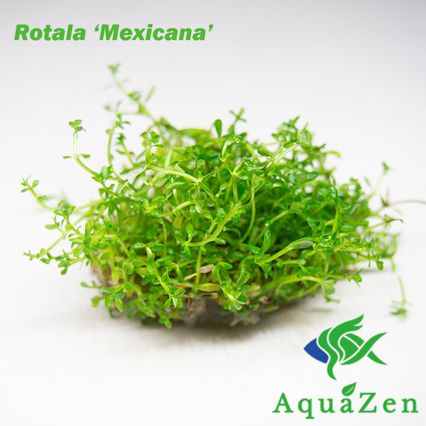 Rotala Mexicana (Rotala sp. &